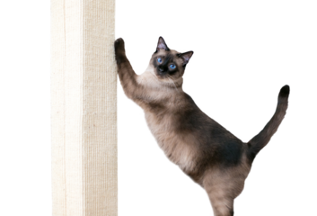 A purebred Siamese cat with seal point markings and blue eyes using a scratching post, with a transparent background