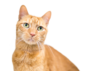 An orange tabby domestic shorthair cat on a transparent background
