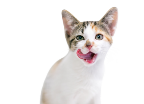 A calico tabby domestic shorthair kitten licking its lips, with a transparent background