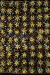 Succulent Cactus plants growing in pots from overhead