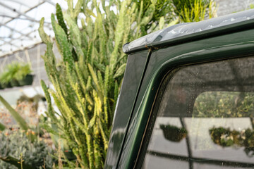 Succulent cactus growing in the bed of old green truck