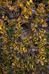 Crassula Red Edge Succulent plant in greenhouse with vintage truck
