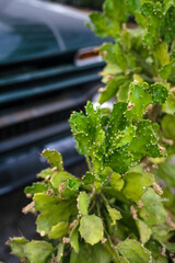 Drooping Prickly Pear Cactus