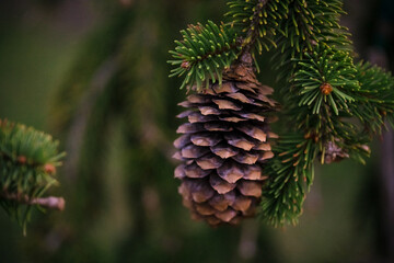 Fototapeta na wymiar Pine Cone hanging from green needles on fir tree