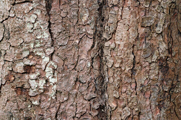Horse chestnut tree bark in close up