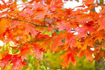 natural oak autumn leaves on branch. selective focus of oak autumn leaves. autumn season