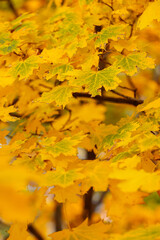 Maple leaves on a blurred background. Autumn golden maple leaves on branch. Copy space