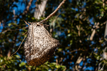A large bee hive affixed to a tree branch with many insects outside