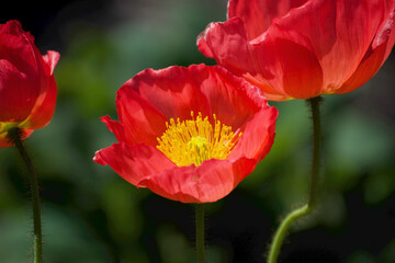 Fototapeta premium Poppy