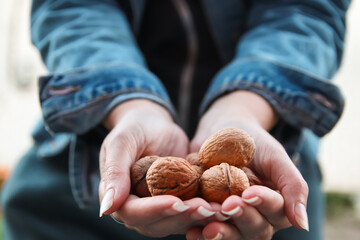 Defocus female hands holding walnuts. Woman has nuts on shell. Healthy diet. Autumn harvest. Out of focus