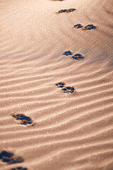 Fototapeta na wymiar Dog Footprint at the beach . High quality photo