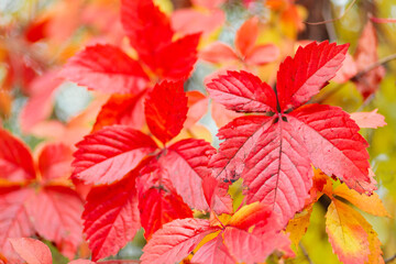Red autumn leaves. Warm autumn background with red-orange leaves of wild grapes. Colors of autumn