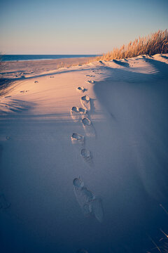 Dog Footprint at the beach . High quality photo