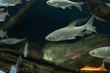 Fototapeta premium fish in aquarium