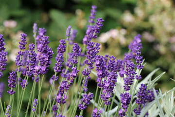 Purple lavender flowers in close up