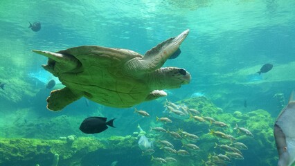 Fototapeta na wymiar Turtle Swimming Underwater