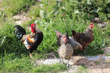 free-ranged chickens and roosters