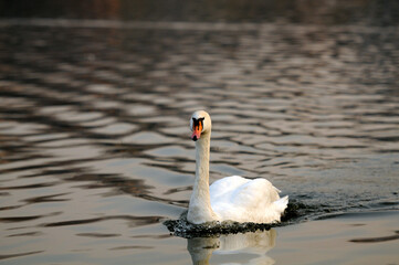 A swan on the Vistula River in Krakow, looking for food. Winter, Krakow, Poland. Łabędź na rzece...