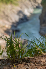 Bush of grass on a cliff above the river