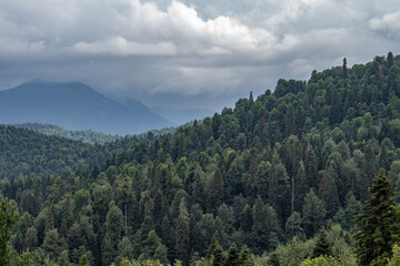Mountains covered with coniferous forest and low clouds