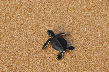 Sea Turtle hatchling ride to the ocean, Indian Ocean, Sri Lanka