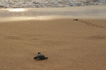 Sea Turtle hatchling ride to the ocean, Indian Ocean, Sri Lanka