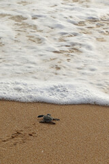 Sea Turtle hatchling ride to the ocean, Indian Ocean, Sri Lanka