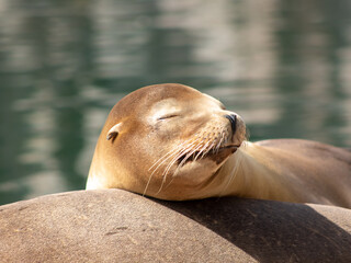 Seal sunbathes in the zoo