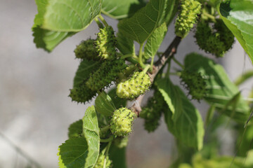 Green mulberries on a branch with green leaves