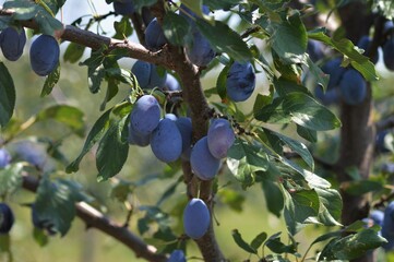 Ripe organic plums on a lush green tree