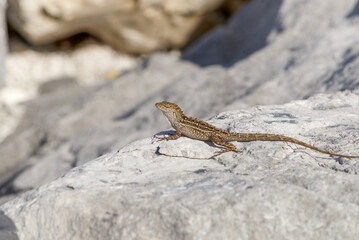 Lizard sitting on a rock in the Florida Keys 