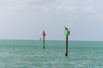 Two Pelicans perched on channel markers in the Florida Keys 