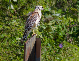 Red shouldered Hawk resting on a sign in the Everglades National park 