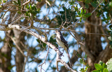 Mocking bird on a branch of a tree