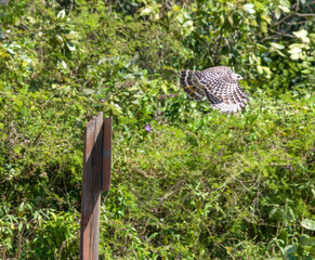 Red Shouldered Hawk in the Everglades National Park 