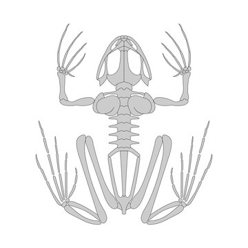 Frog skeletal system. Vector illustration.