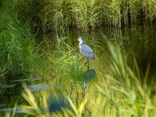 herons in a lake with reflection