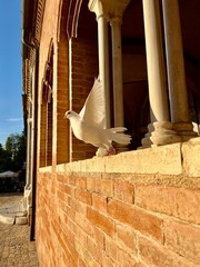 Standing Dove in the front church Italy Abbadia di Fiastra Marche