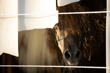 Ponygesicht