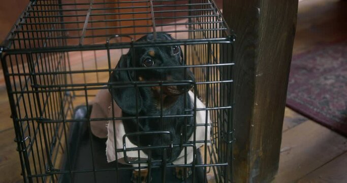 Dachshund dog in concert clothes sits in tight metal cage before performing in circus. Reverse side of circus, animal exploitation, captivity, abuse. Smartly dressed puppy imprisoned in cage. Animal