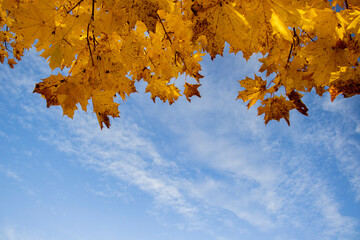 Yellow autumn leaves against the blue sky, Autumn background
