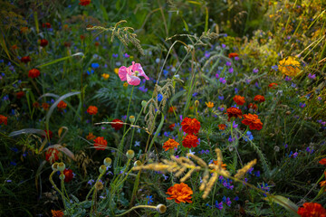 Gemischte wilde Blumenwiese in Morgenstimmung / erste Sonnenstrahlen am Morgen fallen auf bunten Bl&uuml;hstreifen