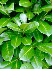 green leaves background