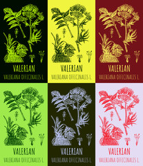 Set of vector drawings of valerian officinalis in different colors. Hand drawn illustration. Latin name VALERIANA OFFICINALIS L.
