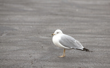 Two seagulls in a parking lot they were just sitting and let us walk almost all of the way up to them