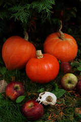 Halloween concept. Harvesting. Juicy ripe pumpkins, apples and a cat's skull. Autumn rituals