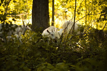 Saanan and alpine goats on a small farm in Ontario, Canada.