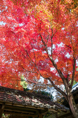京都 金福寺の燃えるように鮮やかな紅葉