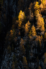 Sunset light on the larches hanging on the cliff of the dolomites near Madonna di Campiglio, Northern Italy