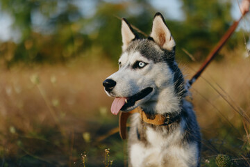 Husky dog ​​walks in nature on a leash in the park, sticking out his tongue from the heat